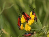 854 (Platterbsenwidderchen)